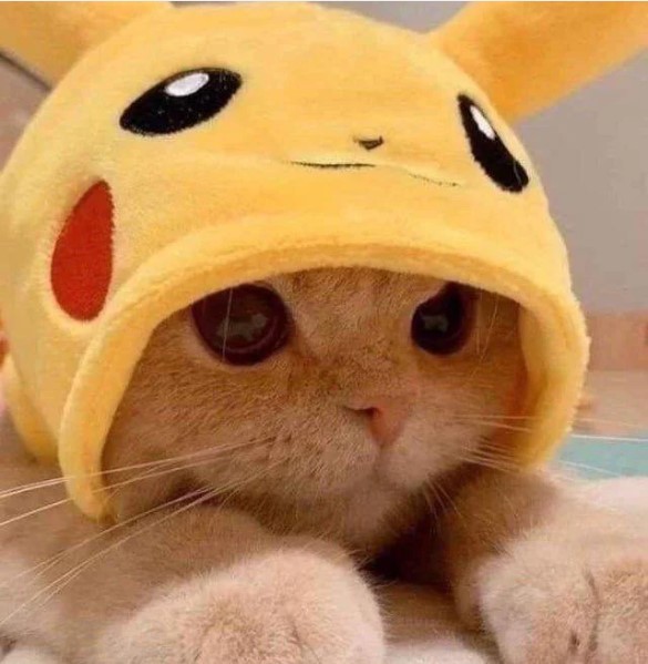 Cute cat in Pikachu hat